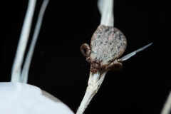 Dermacentor occidentalis