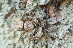 Stephanopis altifrons