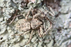 Stephanopis altifrons