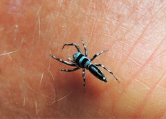 Cosmophasis micarioides