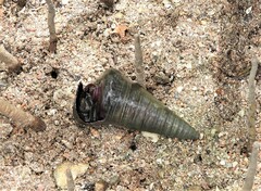 Telescopium telescopium