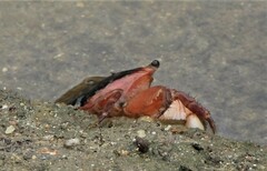 Metopograpsus latifrons