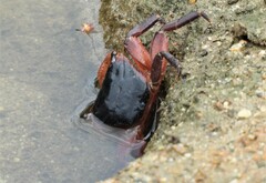 Metopograpsus latifrons