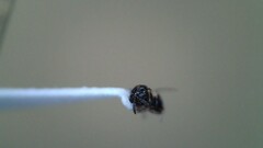 Eurytomidae
