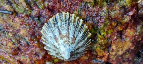 Lottia atrata