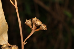 Eucalyptus robusta