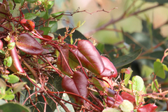 Muehlenbeckia adpressa