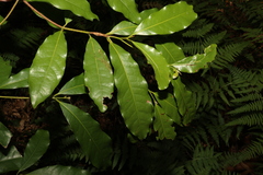 Beilschmiedia obtusifolia