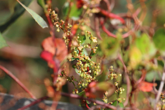 Muehlenbeckia adpressa