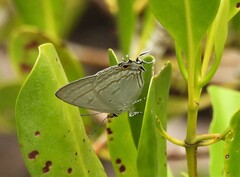 Hypolycaena phorbas