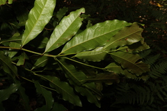 Beilschmiedia obtusifolia