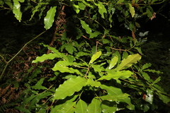 Beilschmiedia obtusifolia