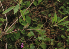 Empidonax difficilis