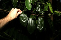 Planchonella chartacea