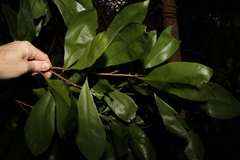 Planchonella chartacea