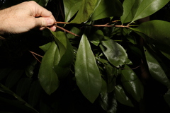 Planchonella chartacea