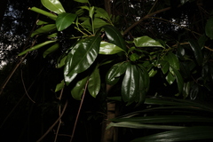 Planchonella chartacea