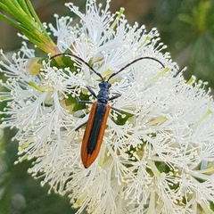 Stenoderus suturalis