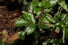 Gynochthodes jasminoides