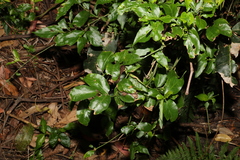 Gynochthodes jasminoides