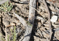 Austrogomphus australis