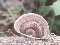 Microporus affinis