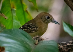 Thamnophilus atrinucha