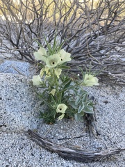 Mohavea confertiflora