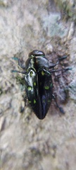 Chrysobothris