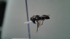 Hylaeus leptocephalus