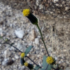 Senecio mohavensis