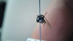 Hylaeus leptocephalus