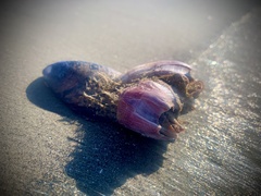 Megabalanus californicus