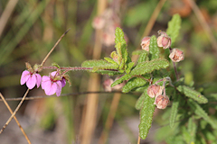 Thomasia petalocalyx