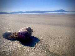 Megabalanus californicus