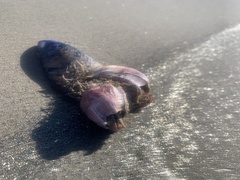 Megabalanus californicus