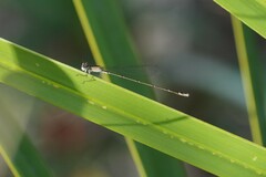 Nehalennia pallidula