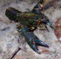 Euastacus