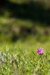 Anemone coronaria