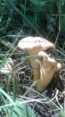 Cantharellus flavolateritius