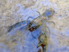 Euastacus