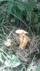 Cantharellus flavolateritius