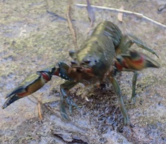 Euastacus