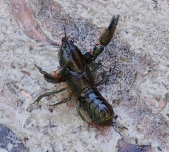 Euastacus