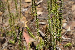 Epacris microphylla