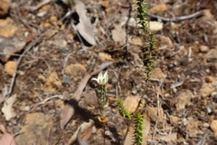 Epacris microphylla