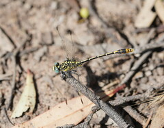 Austrogomphus australis
