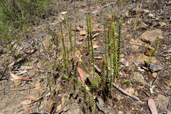 Epacris microphylla
