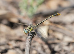 Austrogomphus australis