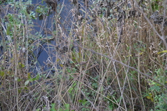Sinosuthora webbiana
